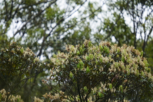 Castanopsis concinna