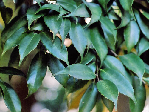 Castanopsis cuspidata