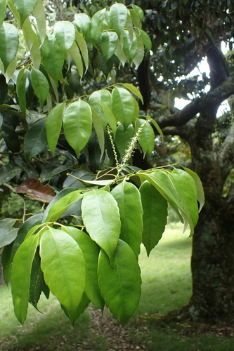 Castanopsis cuspidata (Japanese chinquapin) — photo