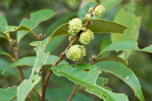 Castanopsis cuspidata (Japanese chinquapin) — photo