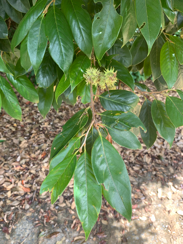 Castanopsis echinocarpa — photo
