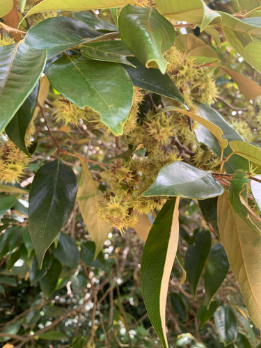 Castanopsis echinocarpa