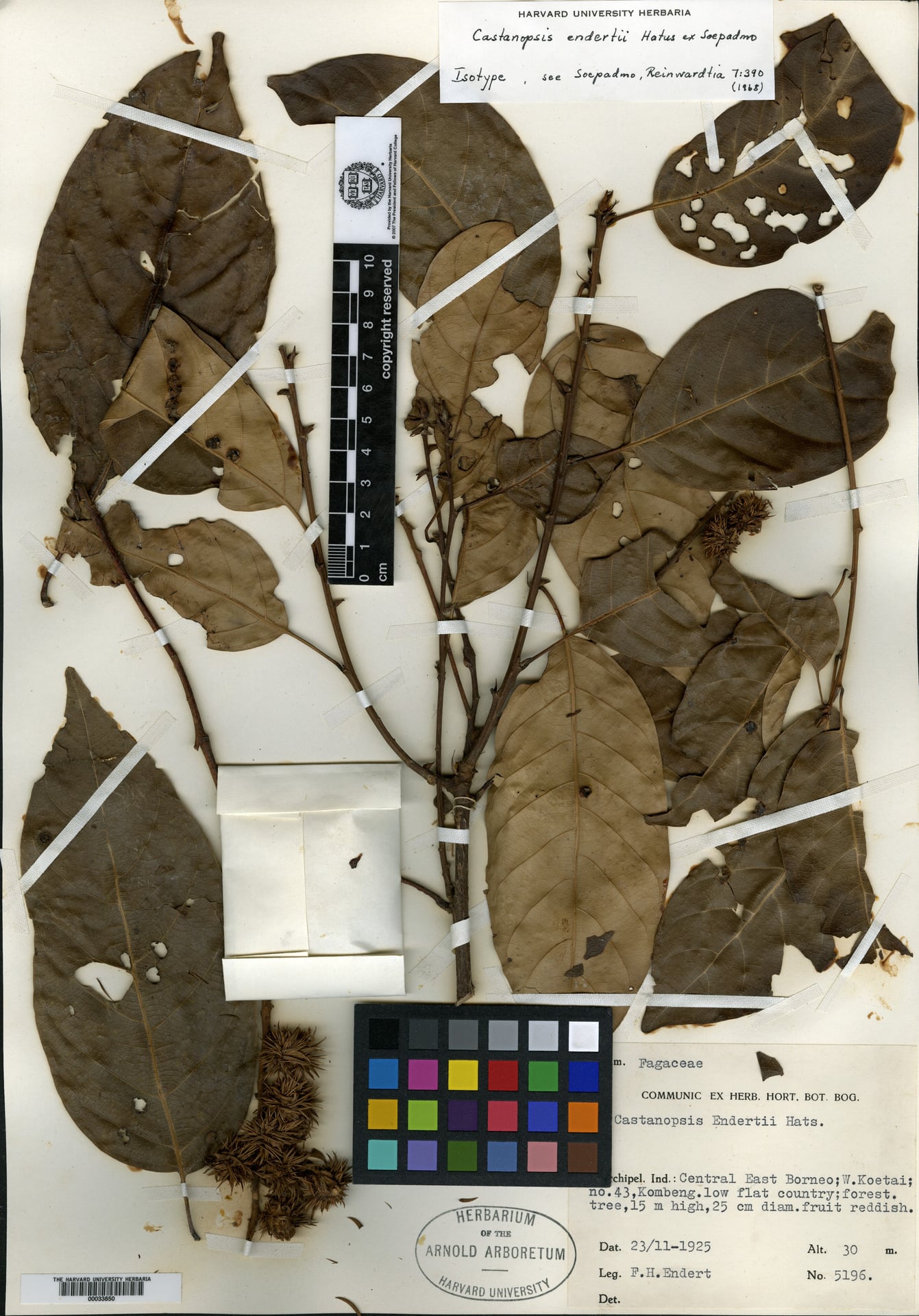 Castanopsis endertii — photo