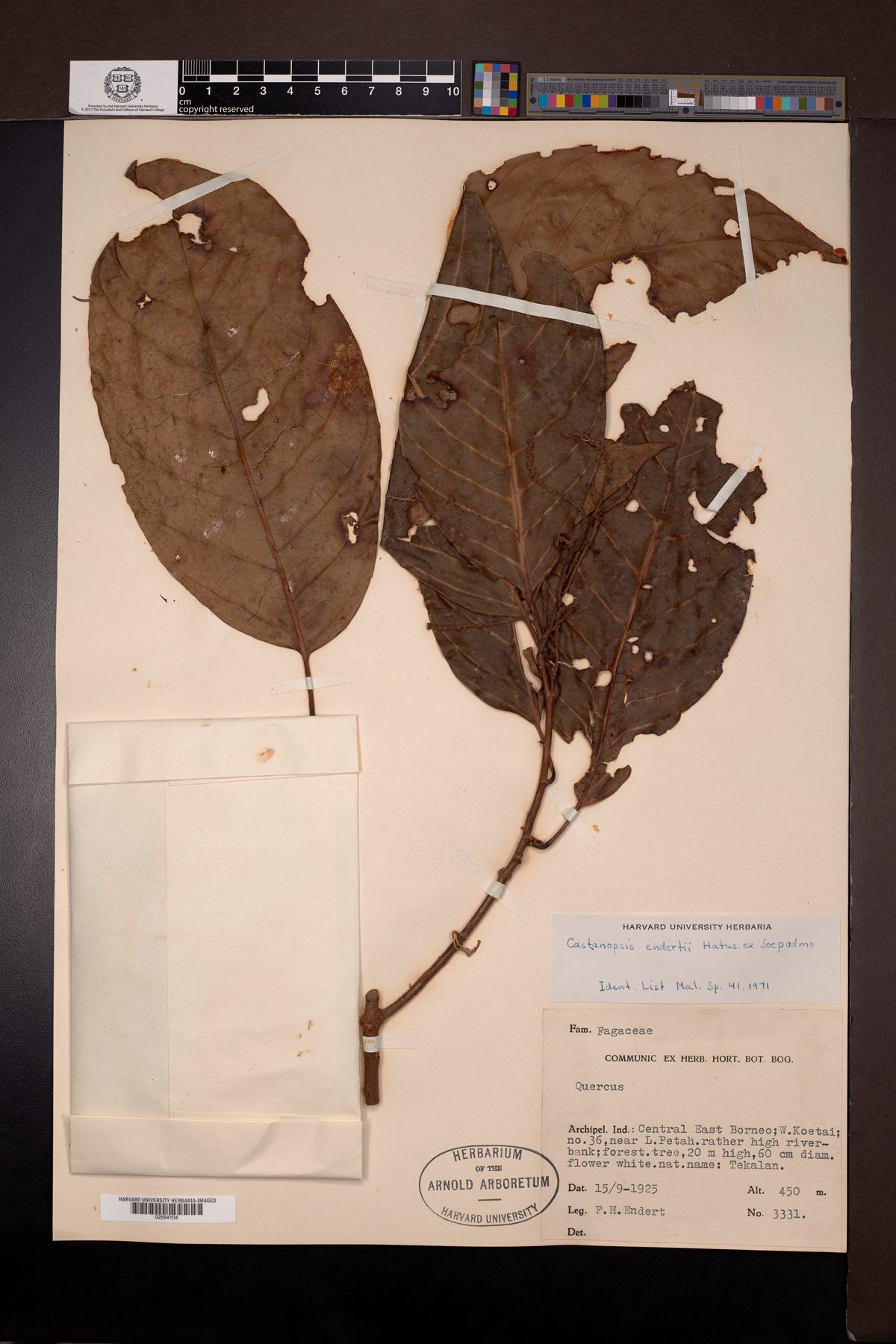Castanopsis endertii