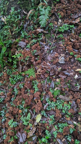 Castanopsis fabri (Luo fu zhui) — photo