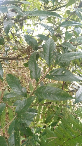 Castanopsis fabri (Luo fu zhui) — photo