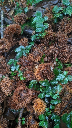 Castanopsis fabri