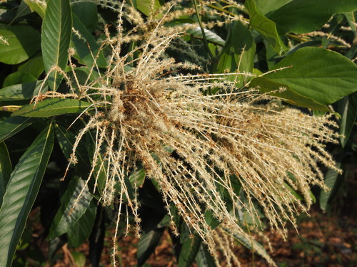 Castanopsis fissa (Big-leaved oak) — photo