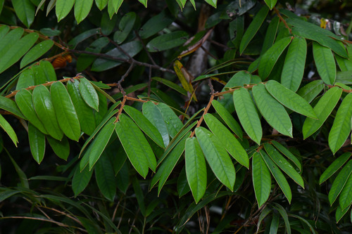 Castanopsis fordii (Hairy chestnut) — photo