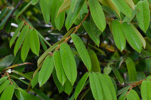 Castanopsis fordii