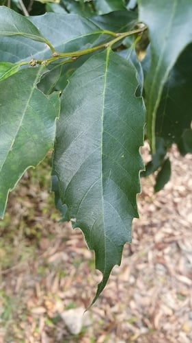 Castanopsis formosana (Taiwan chestnut) — photo