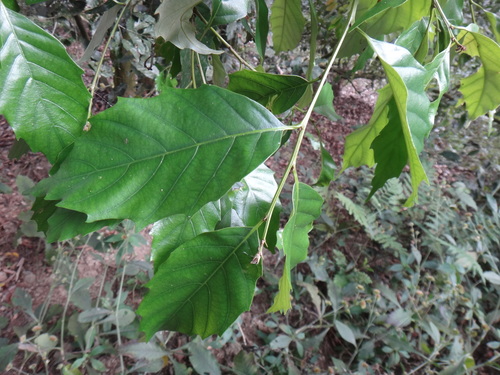 Castanopsis formosana