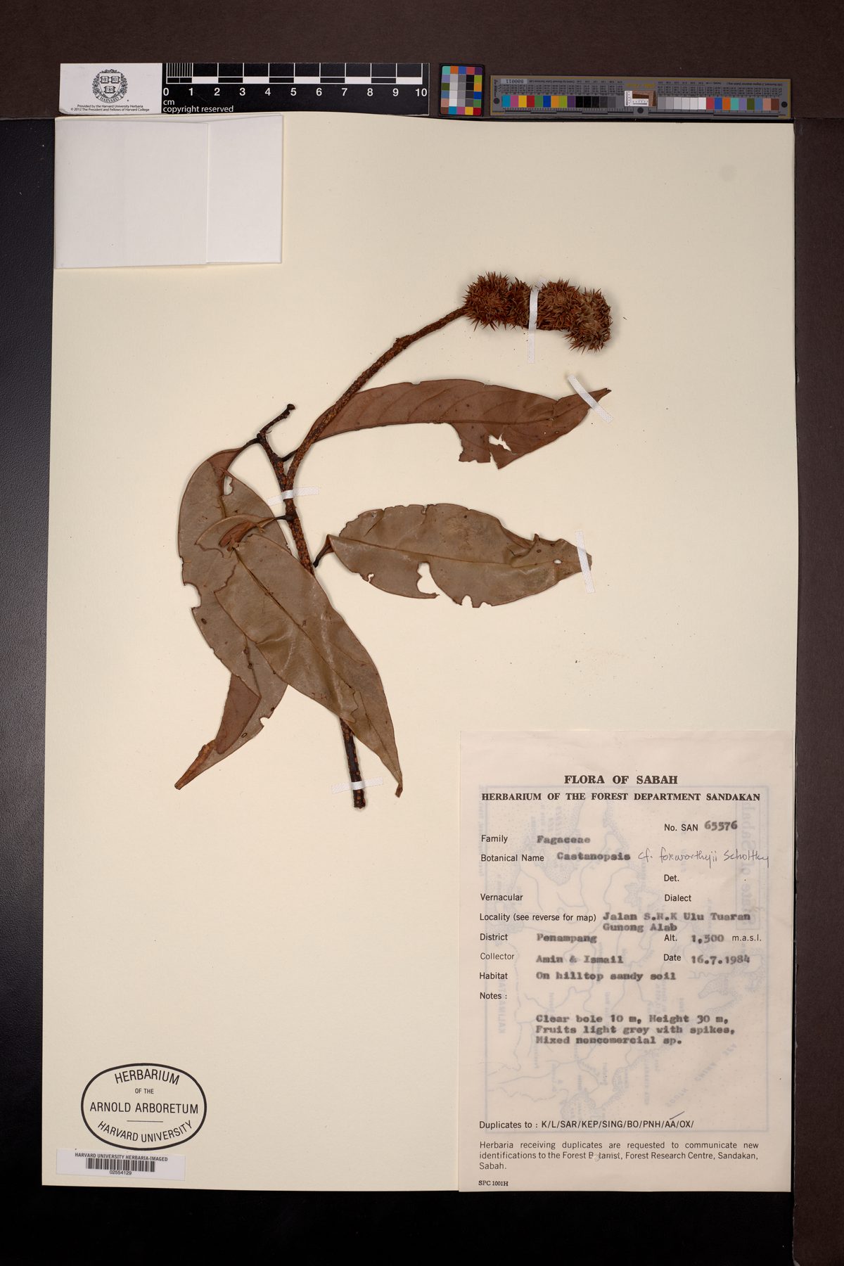 Castanopsis foxworthyi — photo