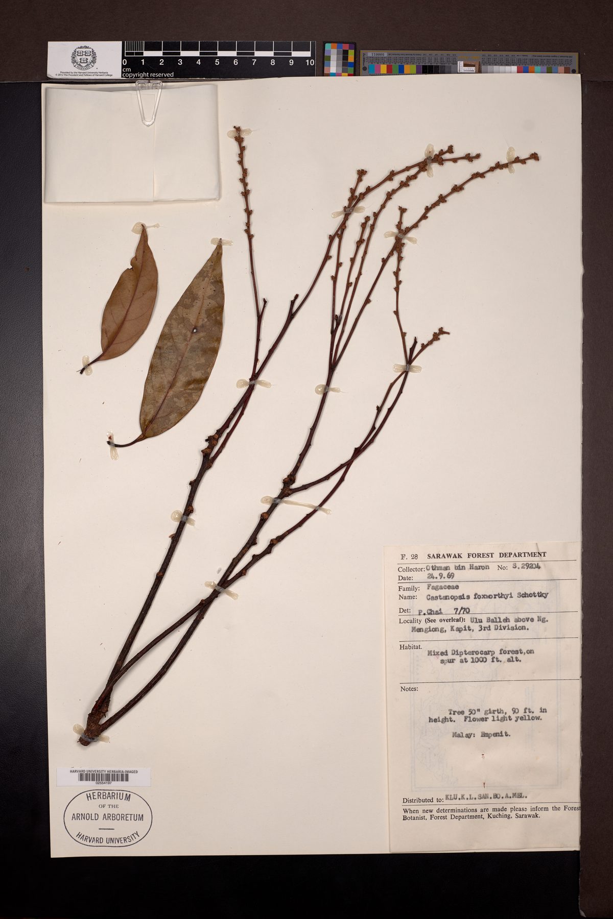 Castanopsis foxworthyi — photo