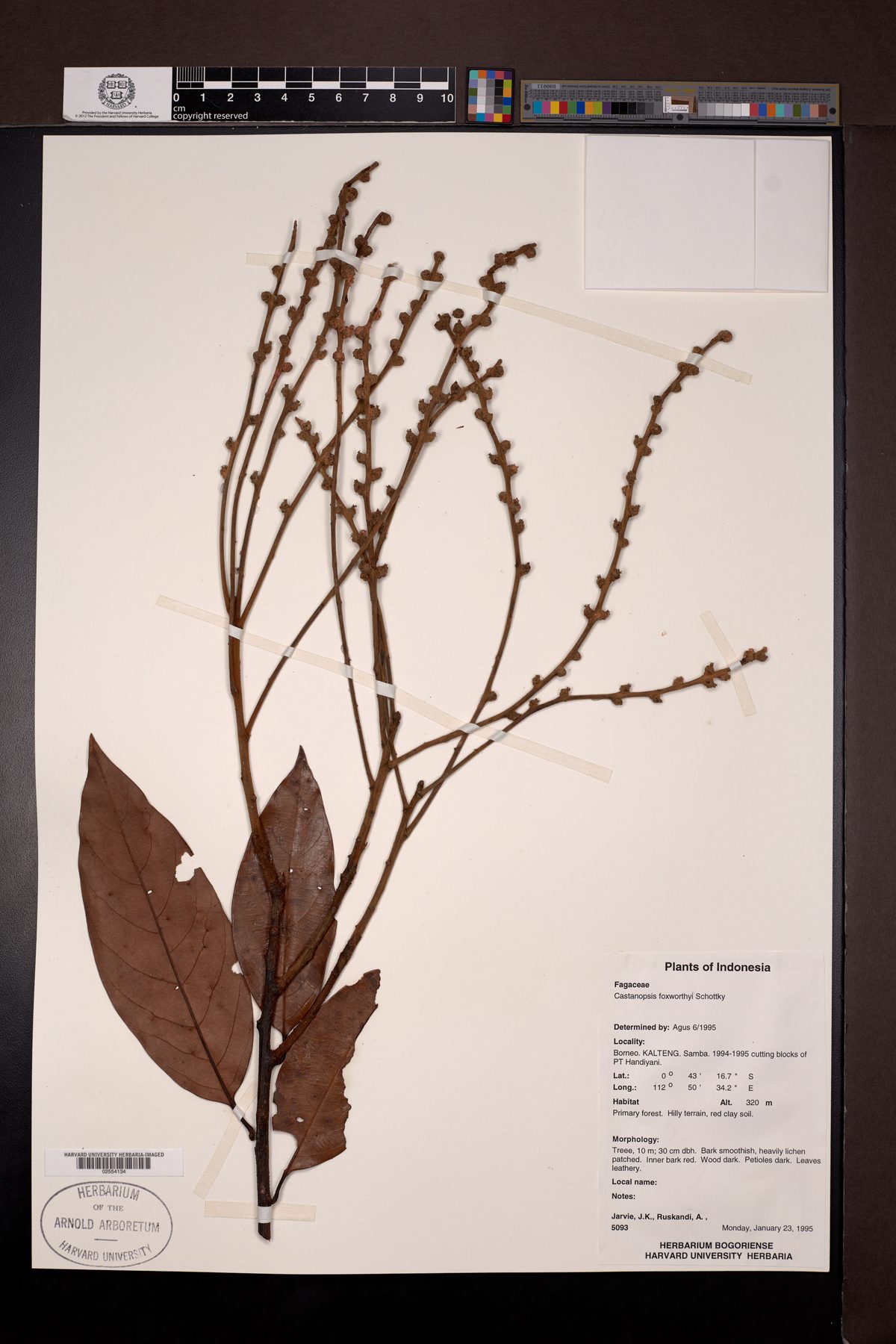 Castanopsis foxworthyi