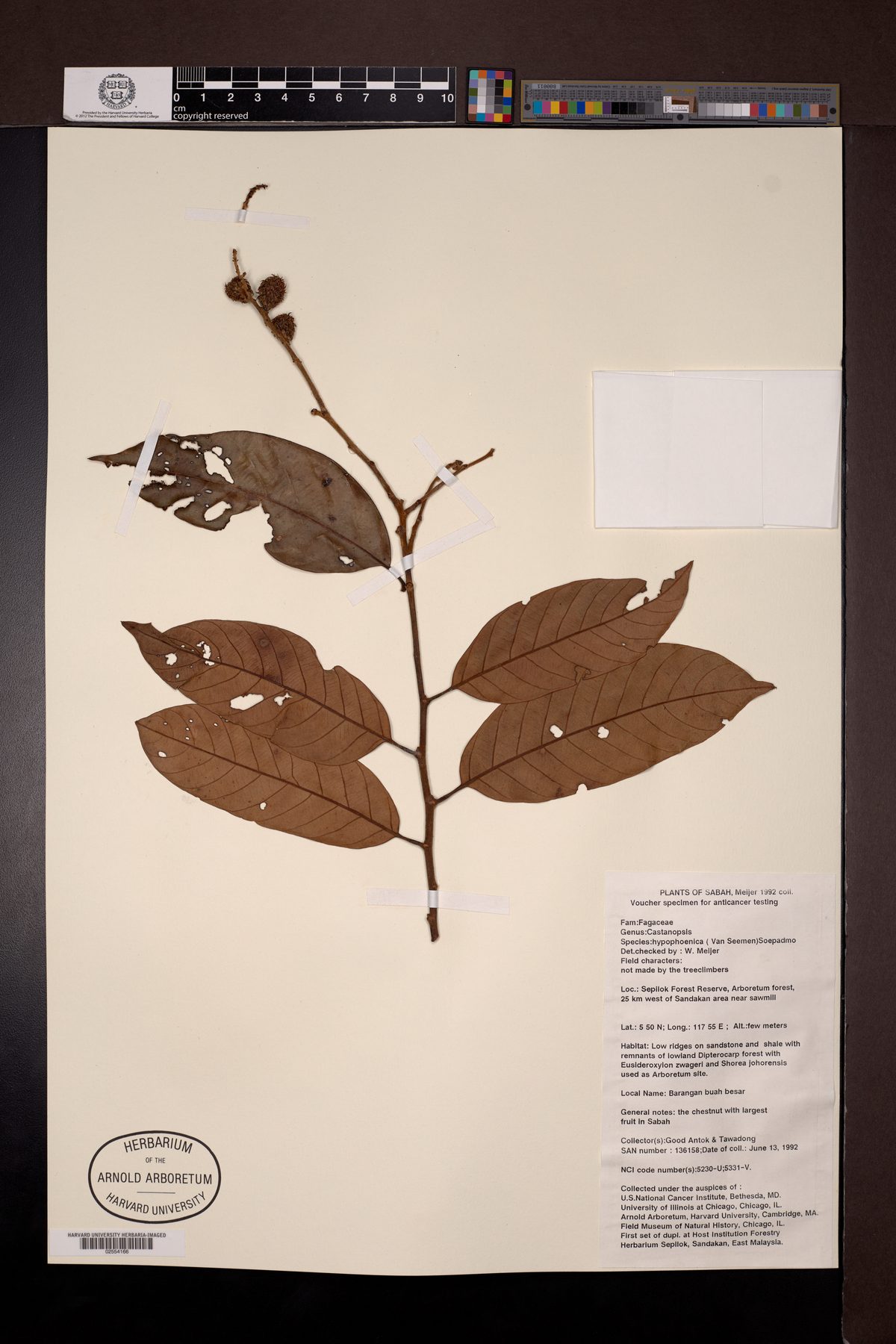 Castanopsis hypophoenicea — photo