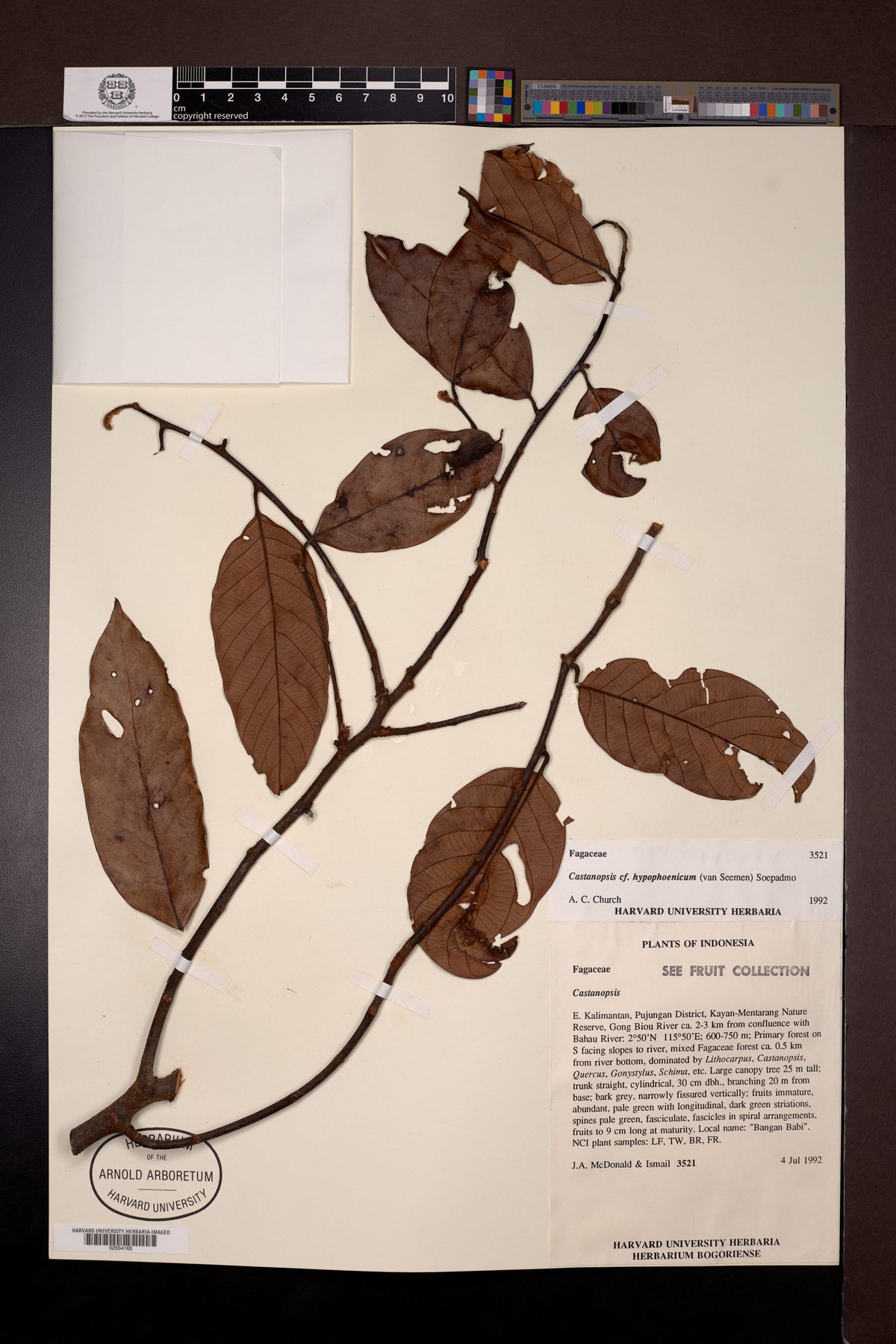 Castanopsis hypophoenicea — photo