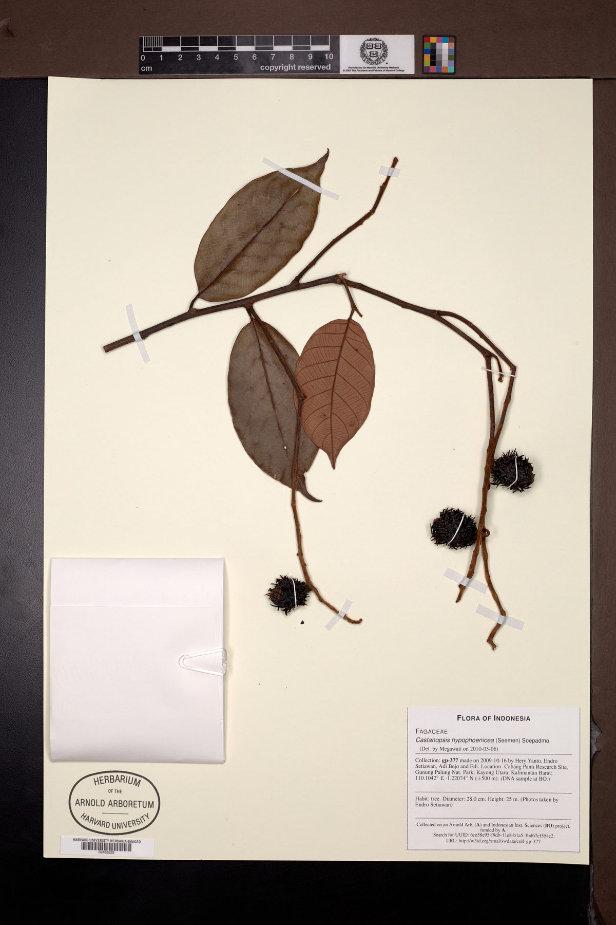 Castanopsis hypophoenicea