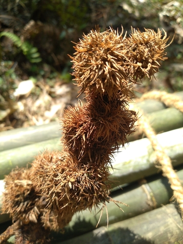 Castanopsis hystrix