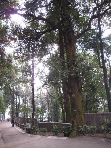 Castanopsis hystrix — photo