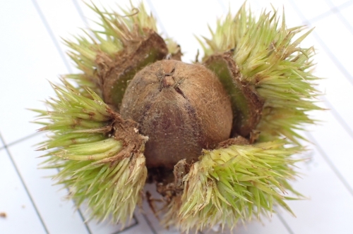 Castanopsis indica (Indian chestnut) — photo