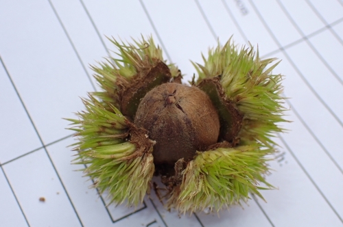 Castanopsis indica (Indian chestnut) — photo