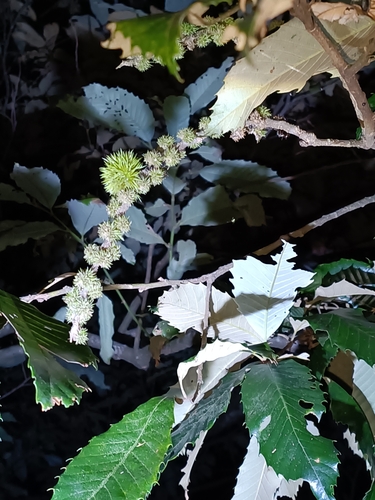 Castanopsis indica