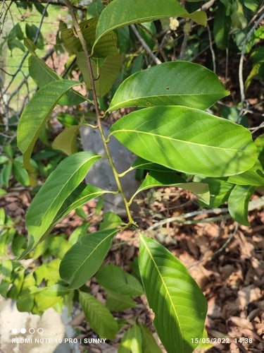 Castanopsis inermis — photo