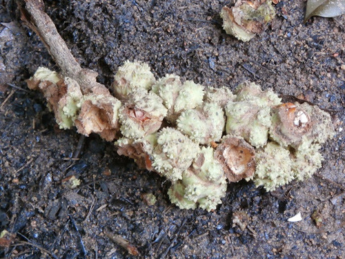 Castanopsis inermis
