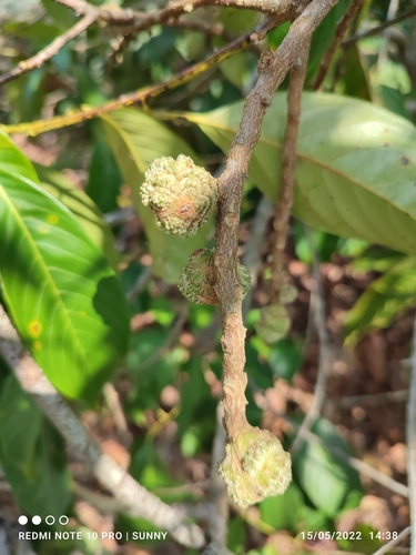 Castanopsis inermis — photo
