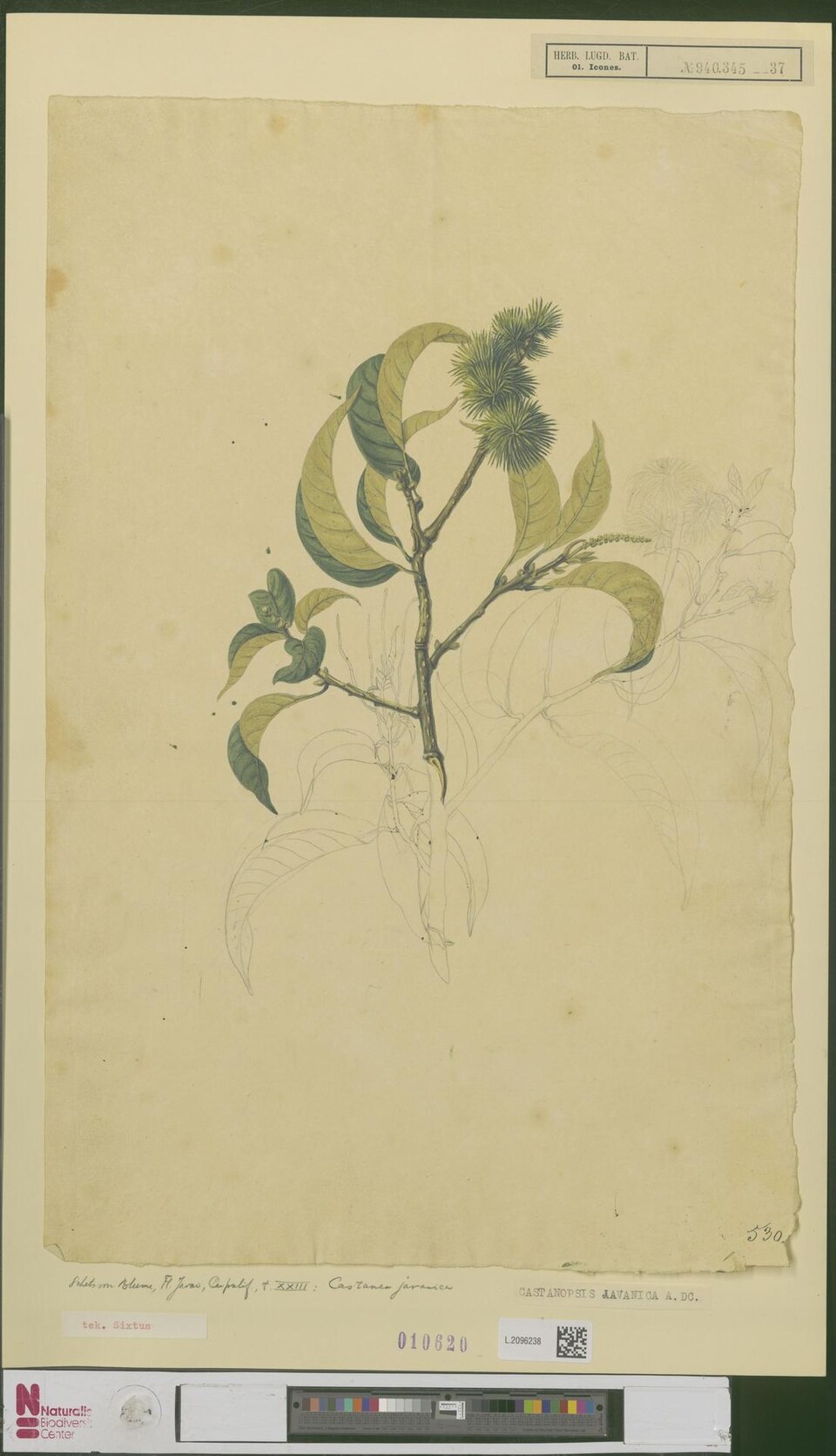 Castanopsis javanica (Spiny oak) — photo