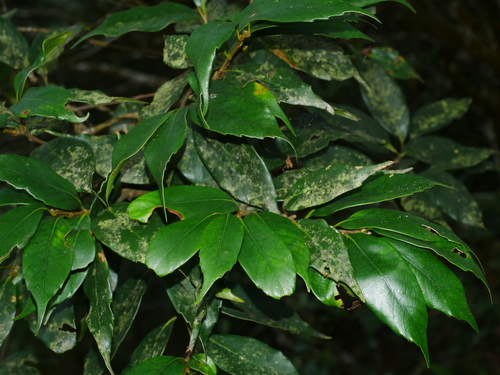 Castanopsis kawakamii (Green hook castanopsis) — photo