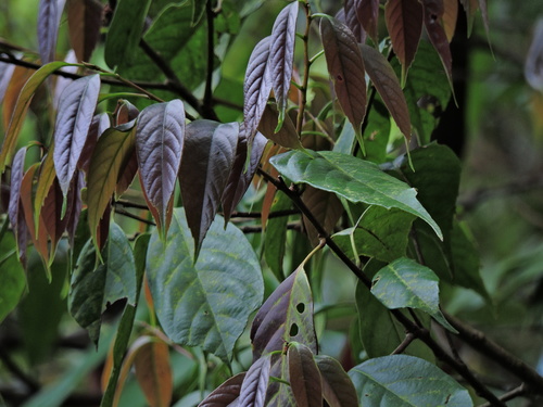 Castanopsis kawakamii