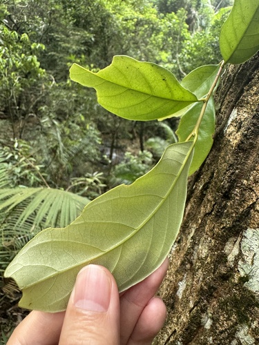 Castanopsis lamontii (Stone conical chestnut tree) — photo