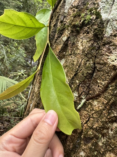 Castanopsis lamontii (Stone conical chestnut tree) — photo