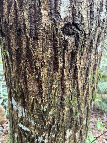 Castanopsis lamontii