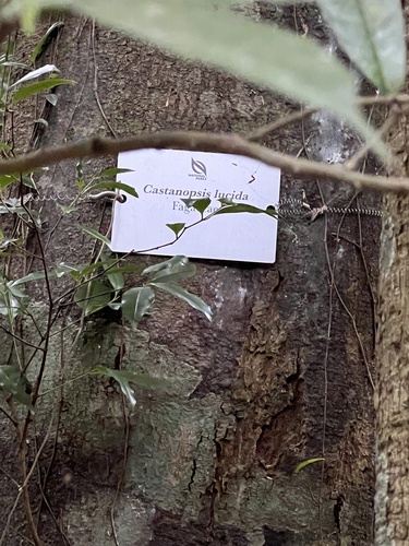 Castanopsis lucida (Berangan papan) — photo