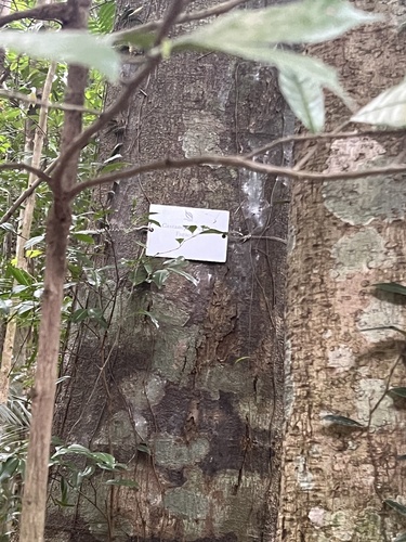 Castanopsis lucida (Berangan papan) — photo