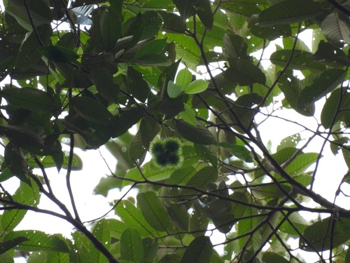Castanopsis malaccensis (Berangan gajah) — photo