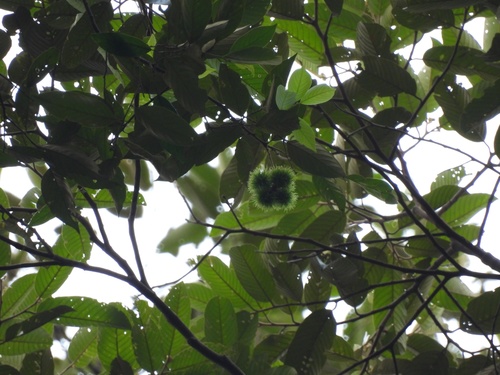 Castanopsis malaccensis