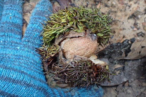 Castanopsis megacarpa — photo
