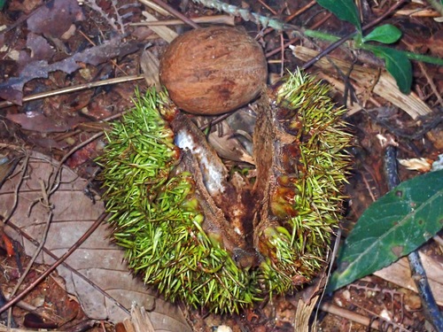 Castanopsis megacarpa — photo