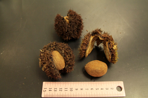 Castanopsis megacarpa