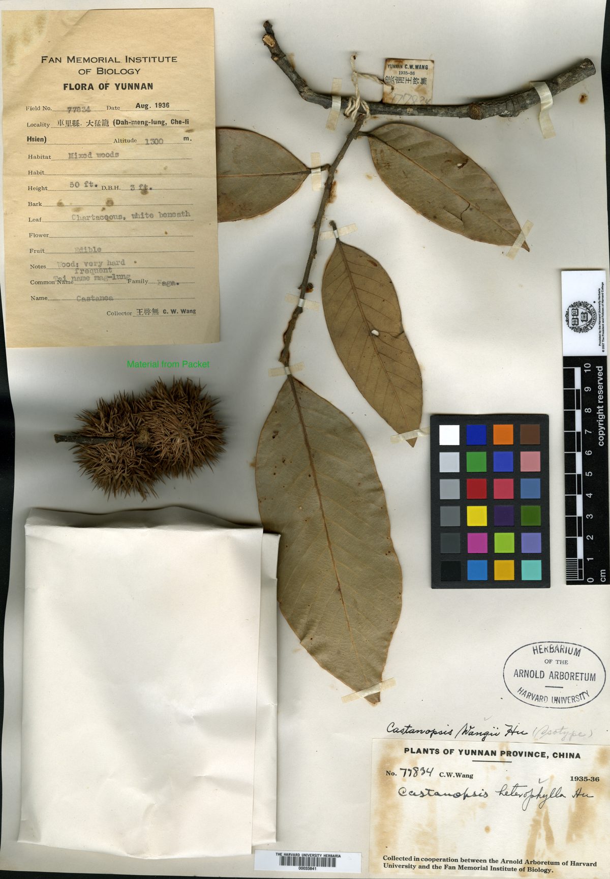 Castanopsis mekongensis — photo