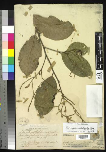 Castanopsis nephelioides