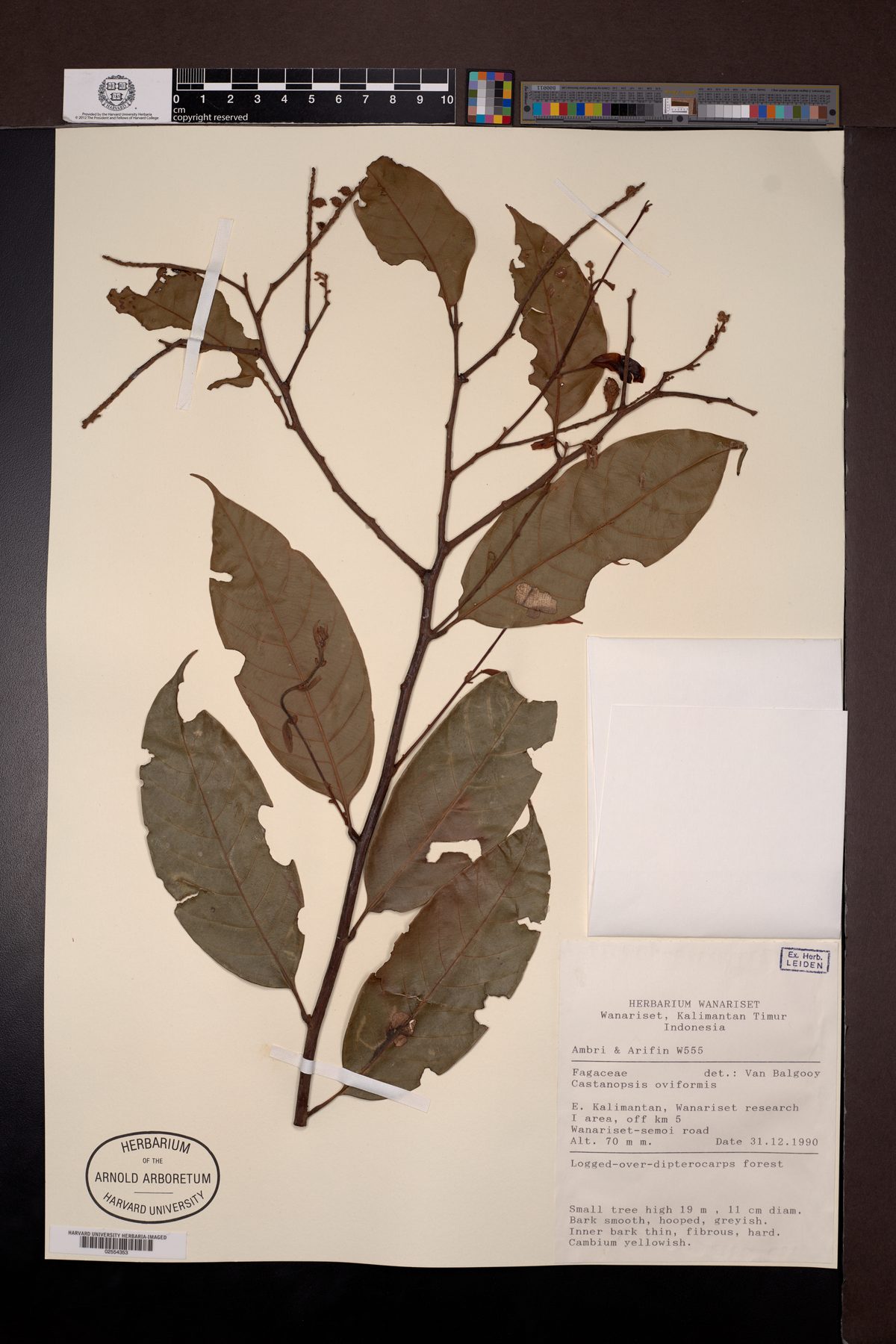 Castanopsis oviformis — photo