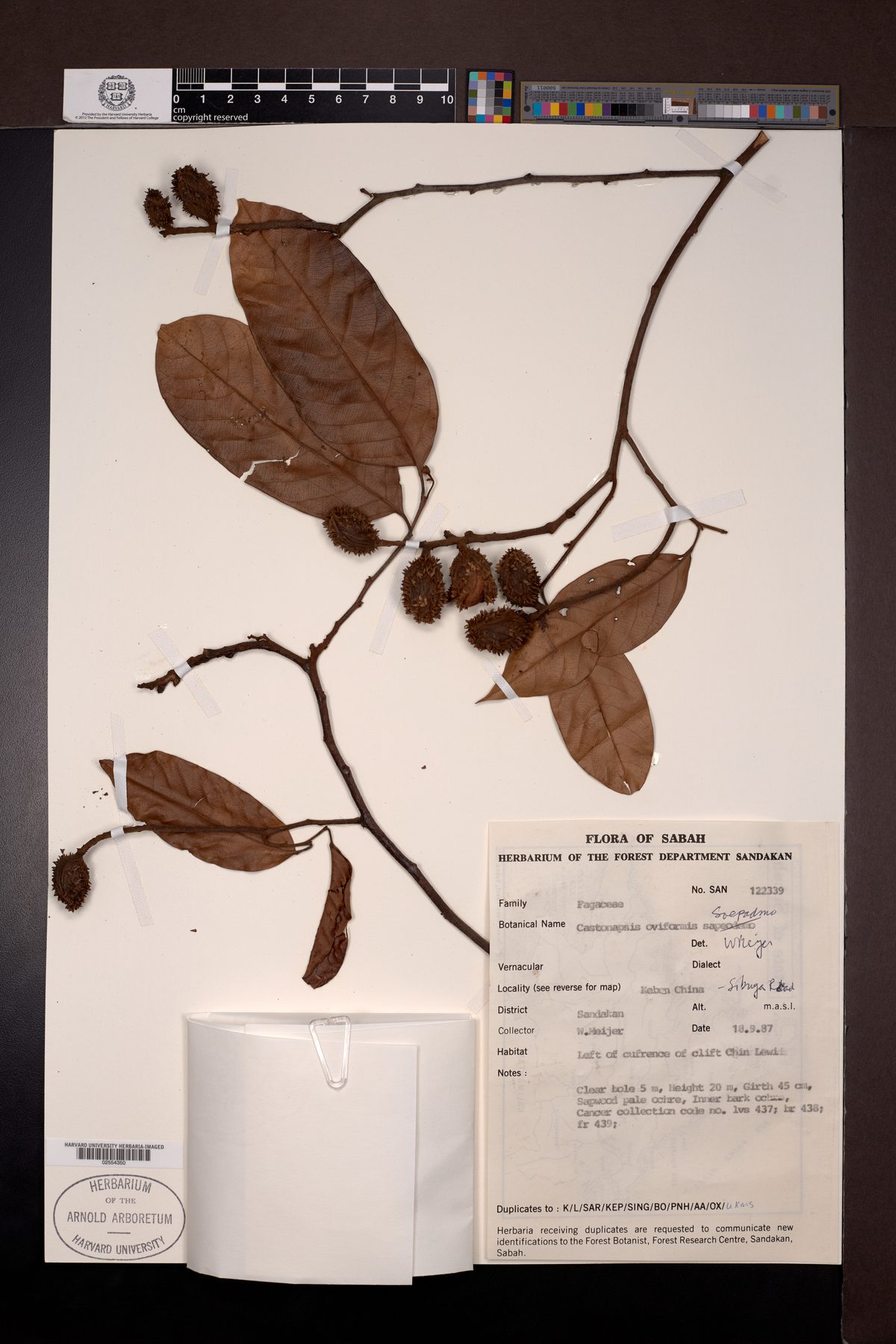 Castanopsis oviformis — photo