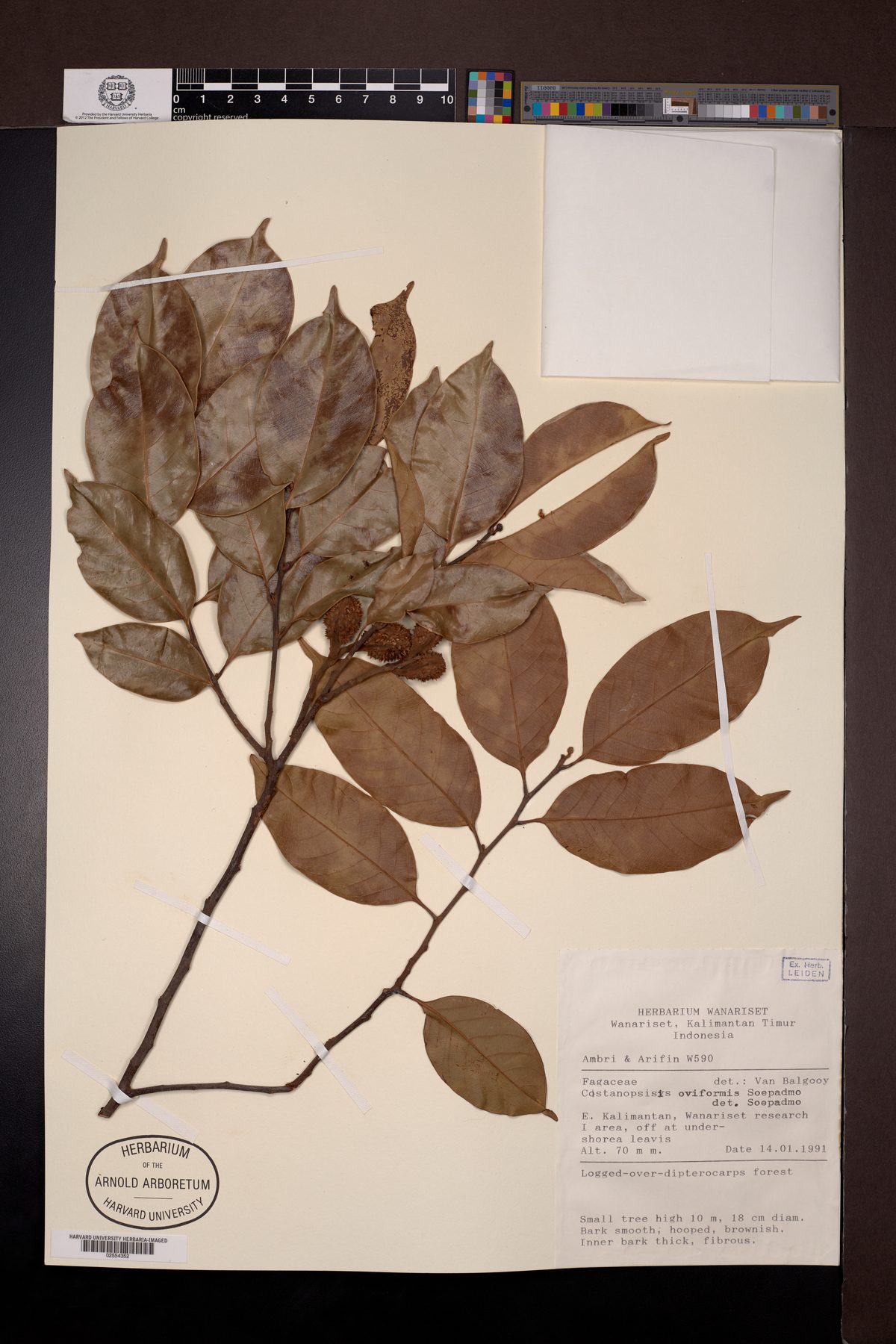 Castanopsis oviformis