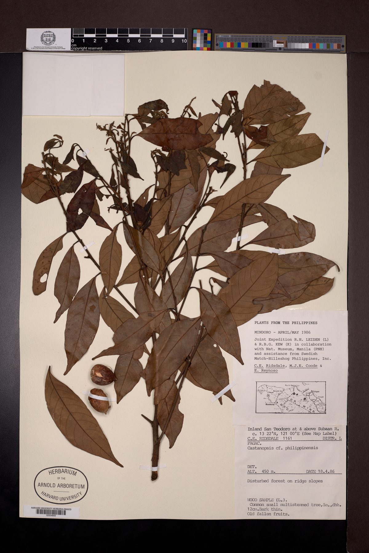 Castanopsis philipensis (Philippine chestnut) — photo