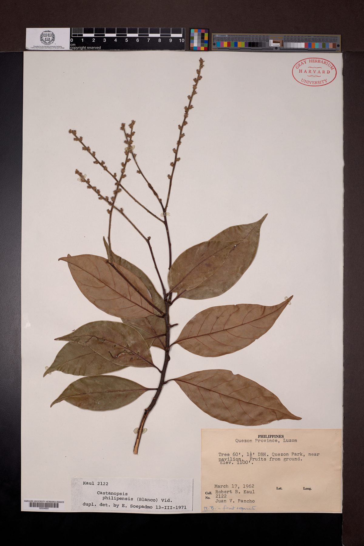 Castanopsis philipensis (Philippine chestnut) — photo